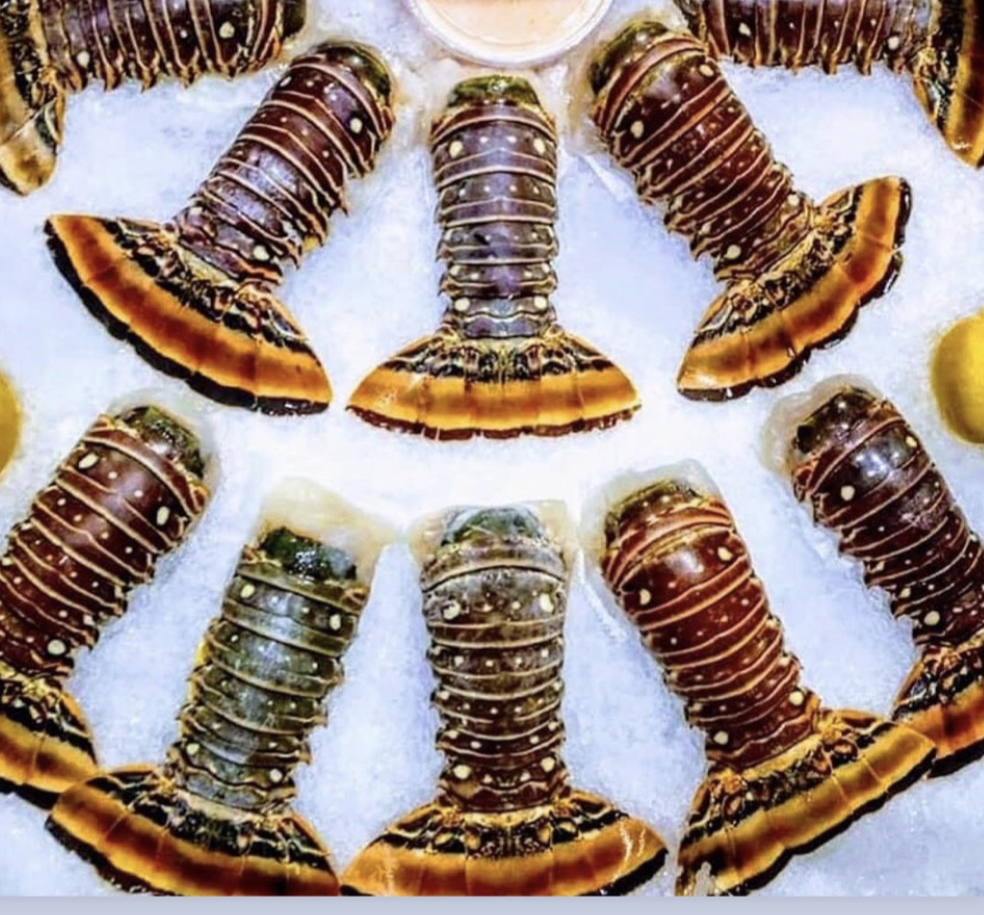 Spiny Lobster Tails (12 pack)