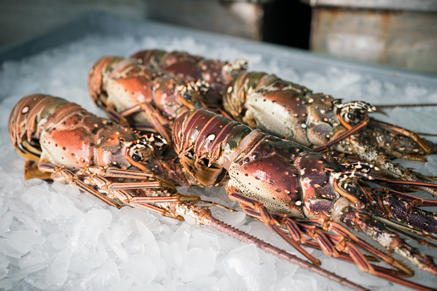 Whole Lobster,Fresh 1-1.25 lbs
